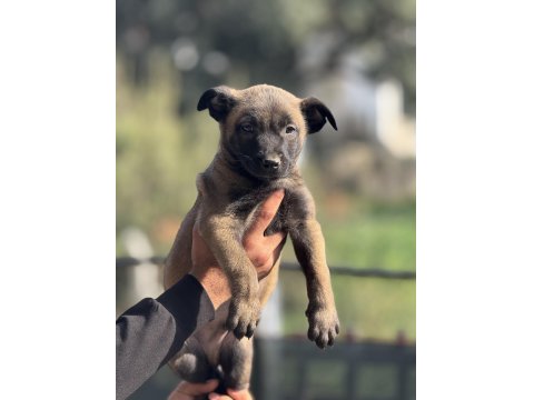 A Kalite Malinois Yavruları