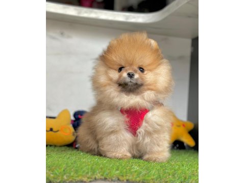 Safkan Pomeranian Boo Yavrularımız