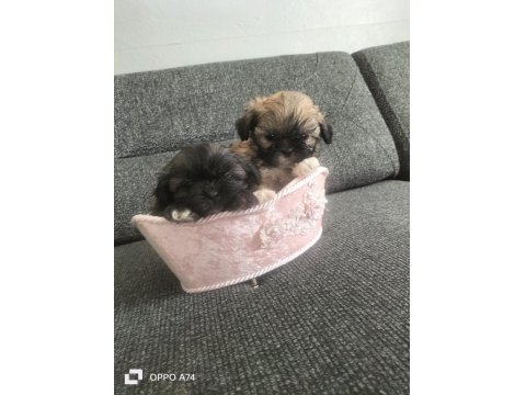 Shih Tzu 2 Erkek Bebek