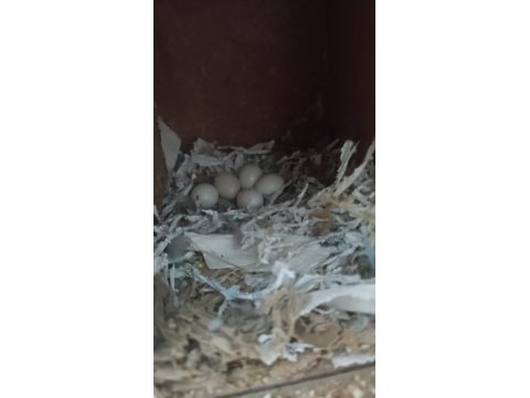 El Besleme Yavru Cennet Papağanımız