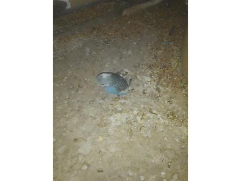 5 Adet Rainbow Muhabbet Kuşu Uyguna