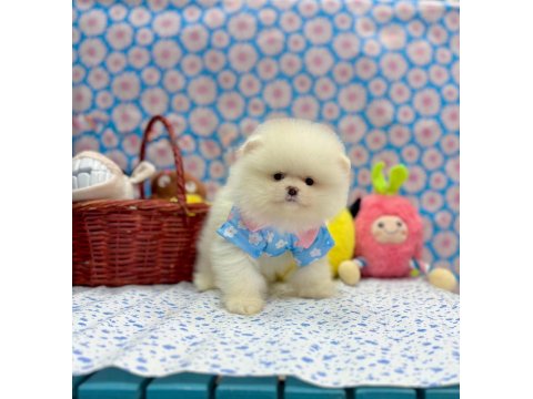 Safkan Pomeranian Boo Irkı Yavrularımız