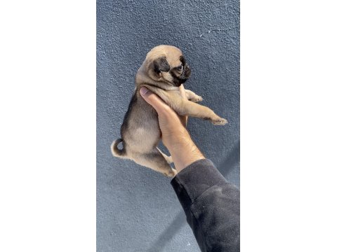 Pug Mops Yavrularımız Sıfır Burun Gül Kuyruk