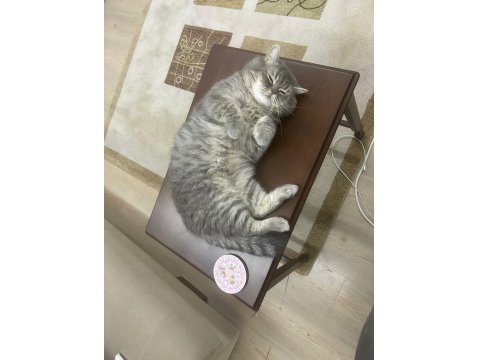 British Shorthair Kedimiz Ceyar