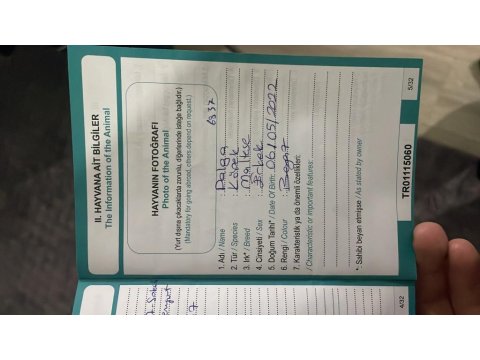 Ücretsiz Maltese Terrier