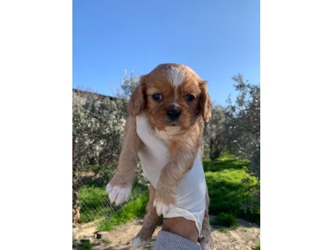 Cavalier King Charles Ruby