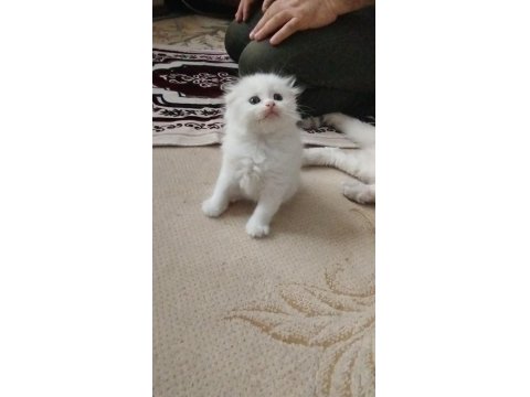 Meksikalı Kedimiz Pablo