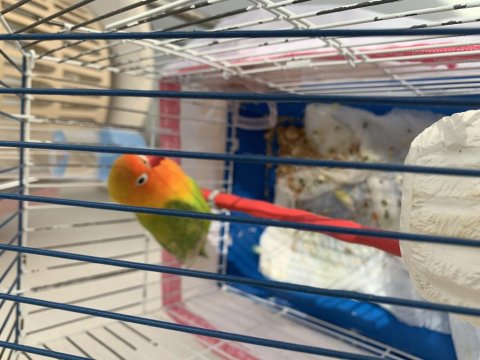 Cennet Sevda Papağanı