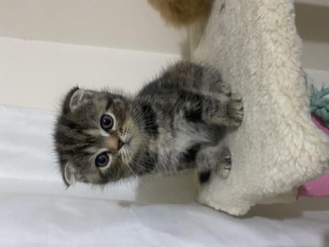 Exotic Ve Scottish Kediler