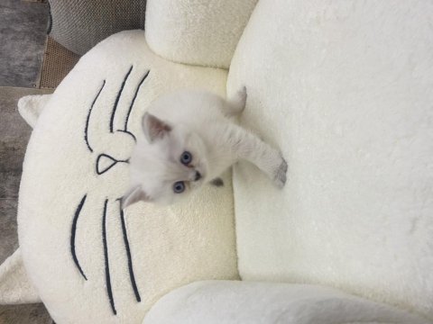 1,5 Aylık Dişi British Shorthair