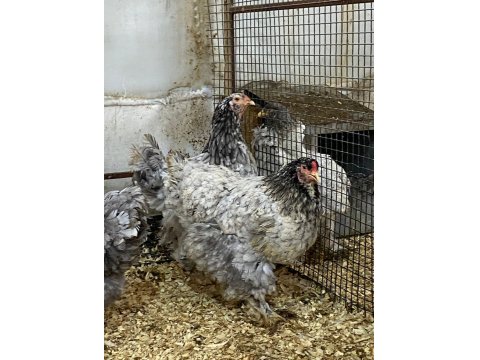 Blue Modled Brahma Kuluçkalık Yumurta