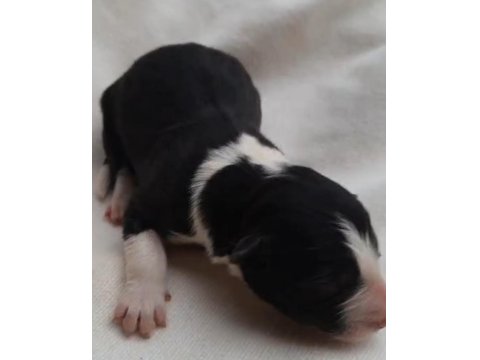 Border Collie Siyah Beyaz Ve Kahve Beyaz Yavrular