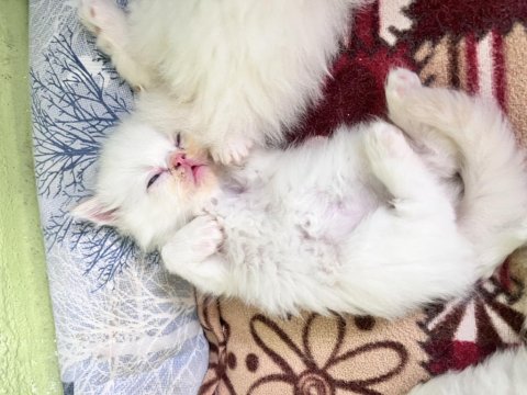 Oyuncu Safkan İran Kedisi Bebekler