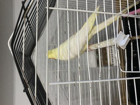 Ele Alışkın Lutino Sultan Papağanı