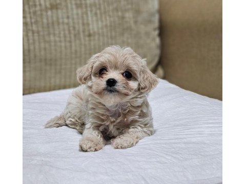 Maltipoo Bizimle Tanışmadan Karar Vermeyin