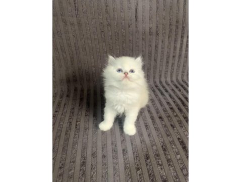 British Longhair Top Kafa Yavrular