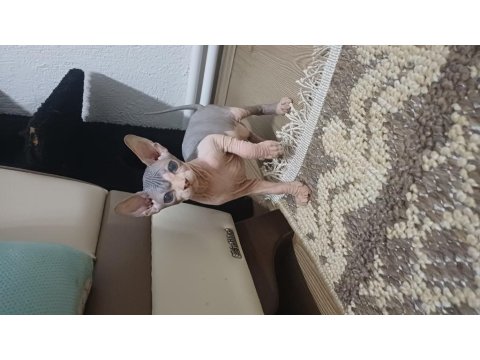 2 Aylık Erkek Sfenks Yavrumuz