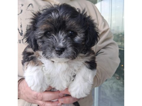 Morkie Özel Irk Yavrular