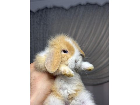 Safkan Evcil Hollanda Mini Ve Cüce Tavşanlar