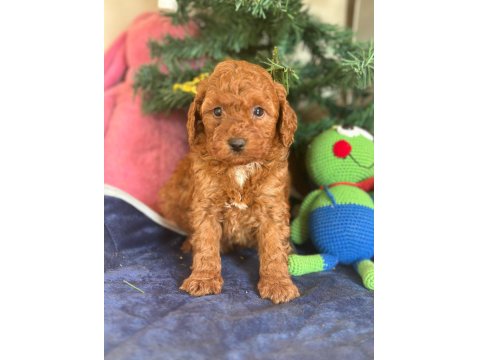 16 Yıllık İşletmeden Saf Kan Garantili Poodle Yavruları