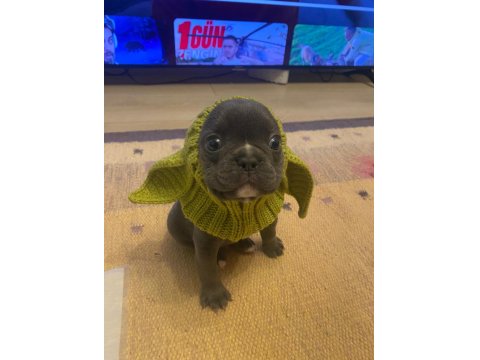 Blue French Bulldog