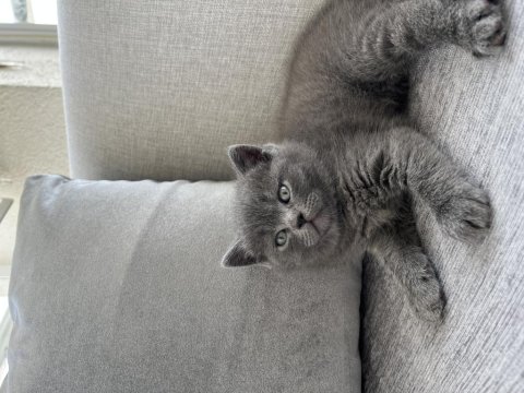 British Shorthair Oğlumuza Ömürlük Yuva Arıyoruz!