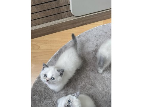 Safkan British Bluepoint British Shorthair