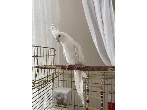 Albino Sultan Papağanı Cinnamon