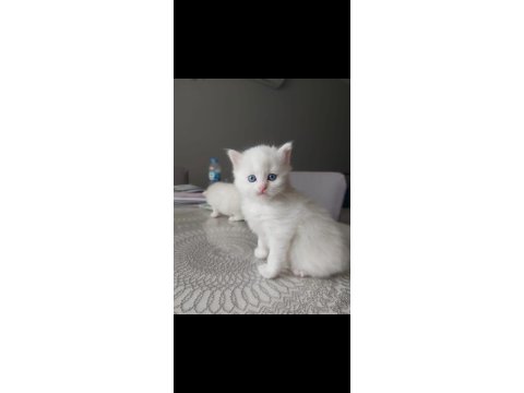 British Longhair Yavrularımız