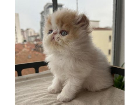 Çok Sıcak Kanlı Saf Irk Persian