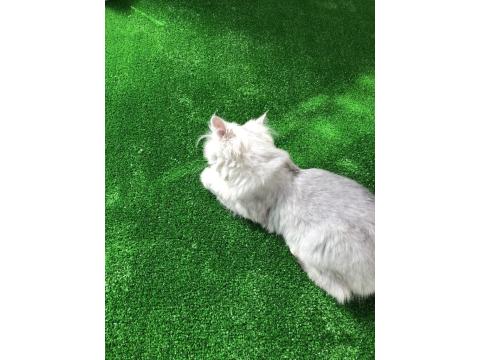 Sahibinden British Longhair Erkek Kedi