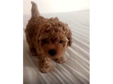 Şecereli Anneden Toy Poodle Kore Kan Yavrumuz