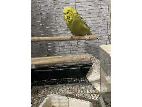 Spangel Taşıyıcı Jumbo Kırması Dişi Muhabbet Kuşu