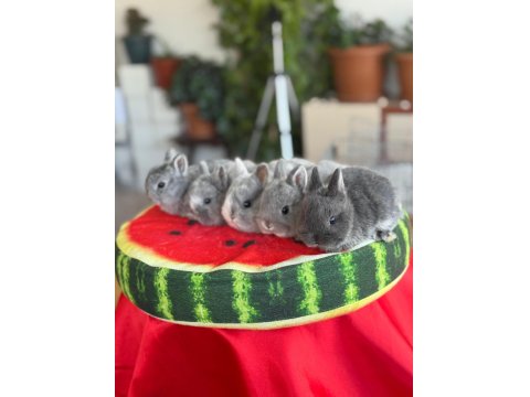 Cüce Ve Lop Irkı Tavşan