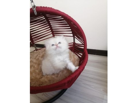 British Longhair Prenses Hazır