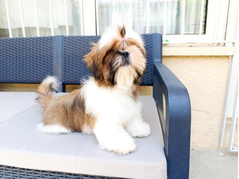 Eşsiz Güzellikte Shih Tzu Yavruları
