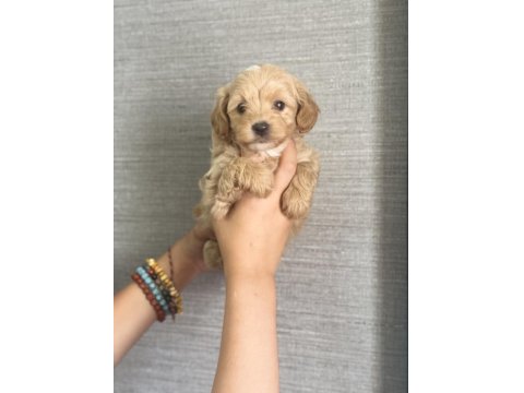 Ev Ortamında Büyüyen Maltipoo Yavrular