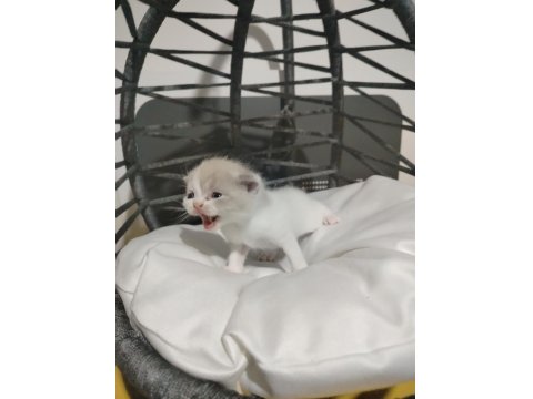 Tatlımı Tatlı Bebiş Kediler Burada