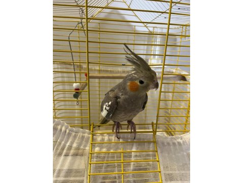 Eğitimli Yavru Ele Kola Gelen Dişi Sultan Papağanı