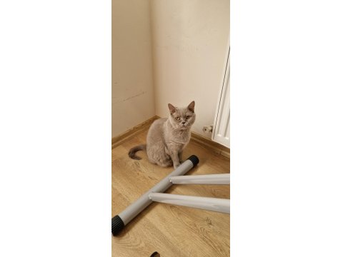 Kedimizi Özel Sebeplerden Dolayı Ücretsiz Sahiplendiriyoruz