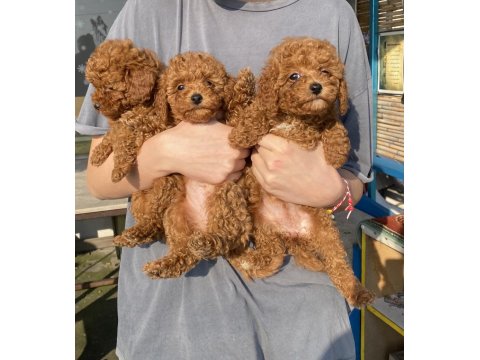 Red Brown Toy Poodle Kızlarım