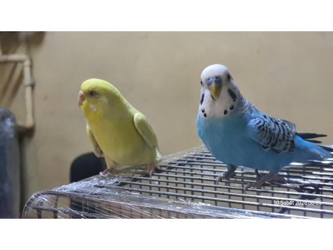 Kanarya Sarısı 11 Aylık Dişi Muhabbet Kuşu