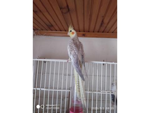 Yine Düşmüş Evcil Sultan Papağanları