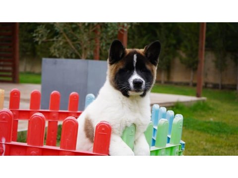 Ruhsatlı Köpek Çiftliğinden Amerikan Akita Yavruları