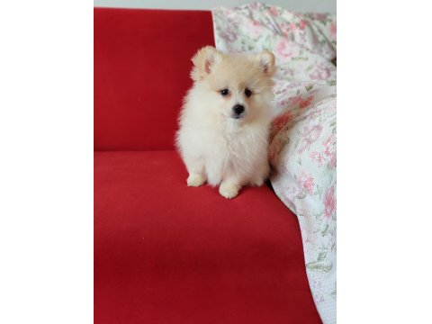 Pomeranian Teddy