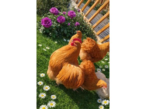 Üreticiden Sağlıklı Ve Irk Özellikli Orpington Civciv Ve Yumurta