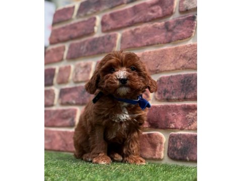 Kızıl Maltipoo