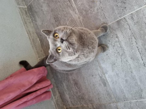 Sevgi Dolu British Shorthair 3.5 Yaşında