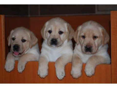 Labrador Retriever Yavruları