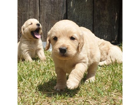 Golden Retriever Yavrular - Ücretsiz Değildir